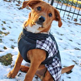 Alpine All-Weather Dog Coat (Color: Black and White Plaid, size: 3X-Large)